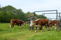 Unsere Hereford-Rinder auf der Sommer-Weide.