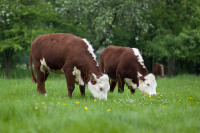 Unsere Hereford-Rinder auf der Sommer-Weide.