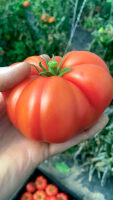 Tomatenernte Mitmachaktion: Vierl. Platte Tomate