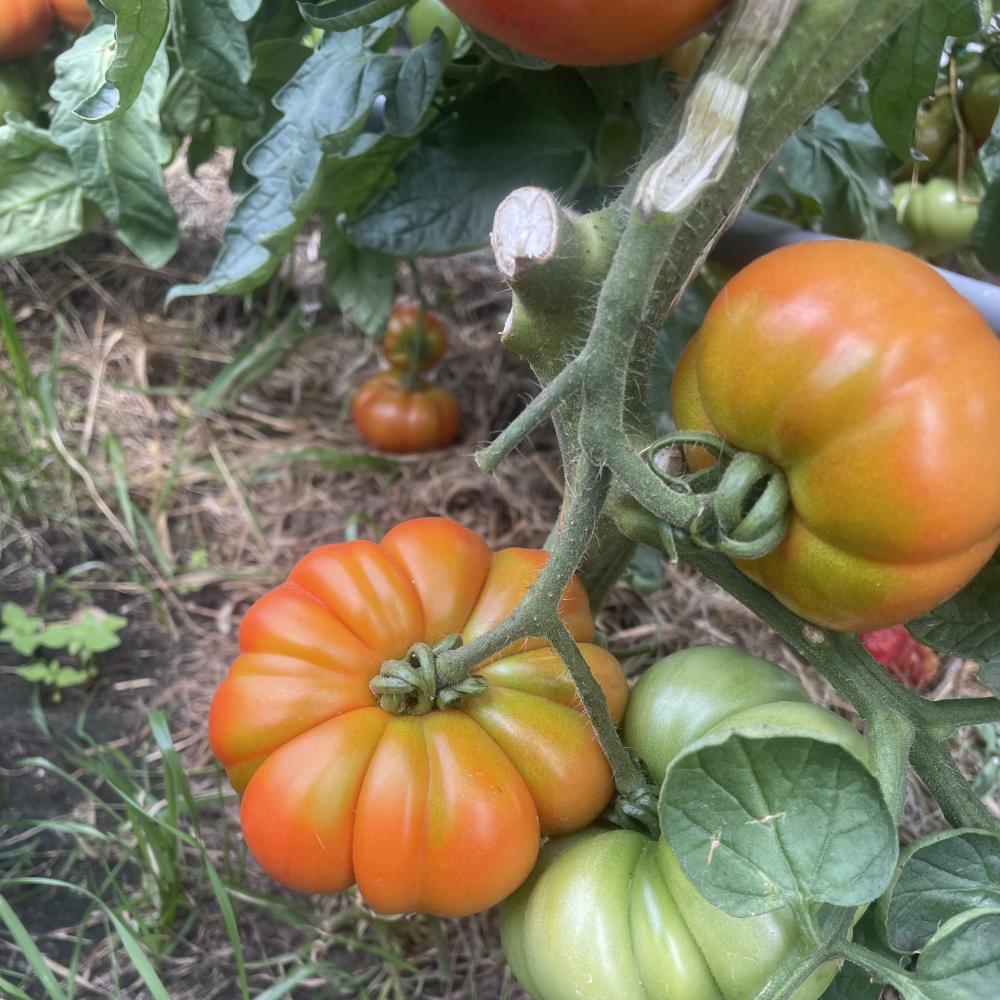 Folientunnel Parzelle saisonal 2026