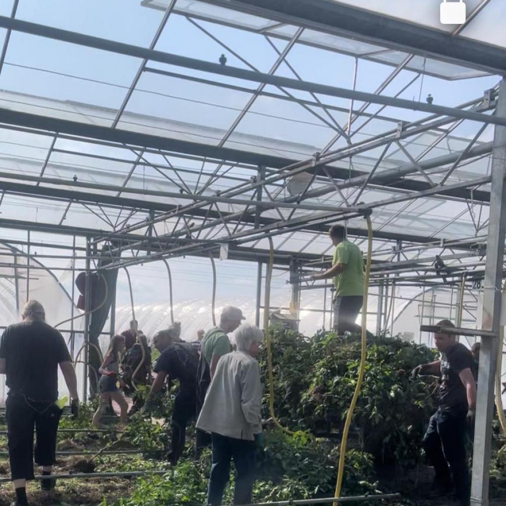 Tomaten abstoppeln 03.10.2025