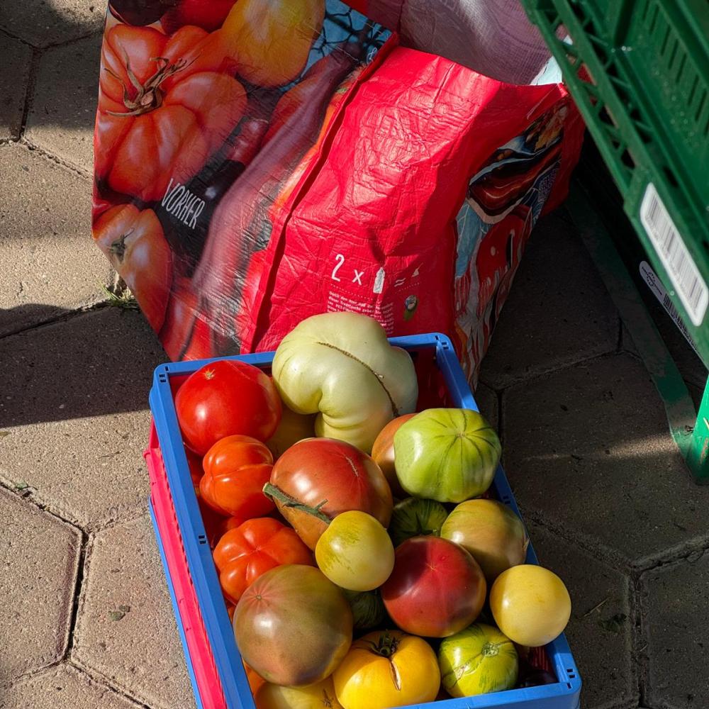 Tomaten abstoppeln 02.10.2026